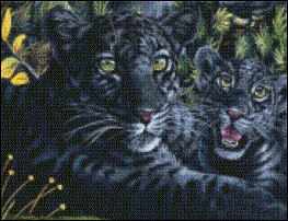 Panther & Cub
