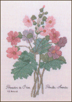 Redoute's Chinese Primrose