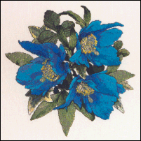 Himalayan Blue Poppy