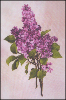 Lavender Lilacs