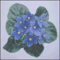 African Violets