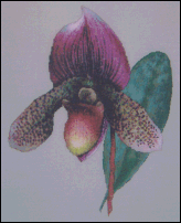 Orchid