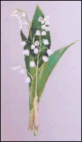 Lily of the Valley