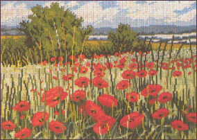 Poppies in a Field