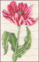 Tulip