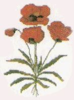 Oriental Poppies