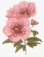 Hibiscus