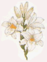 Madonna Lilies