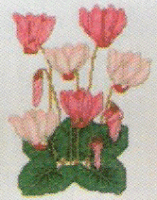 Cyclamen