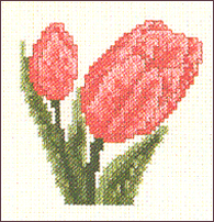 Tulip