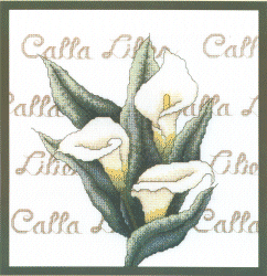 Calla Lilies