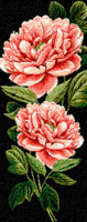 Krif # 751 - Peony