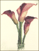 Calla Lily