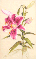 Oriental Lily - Stargazer